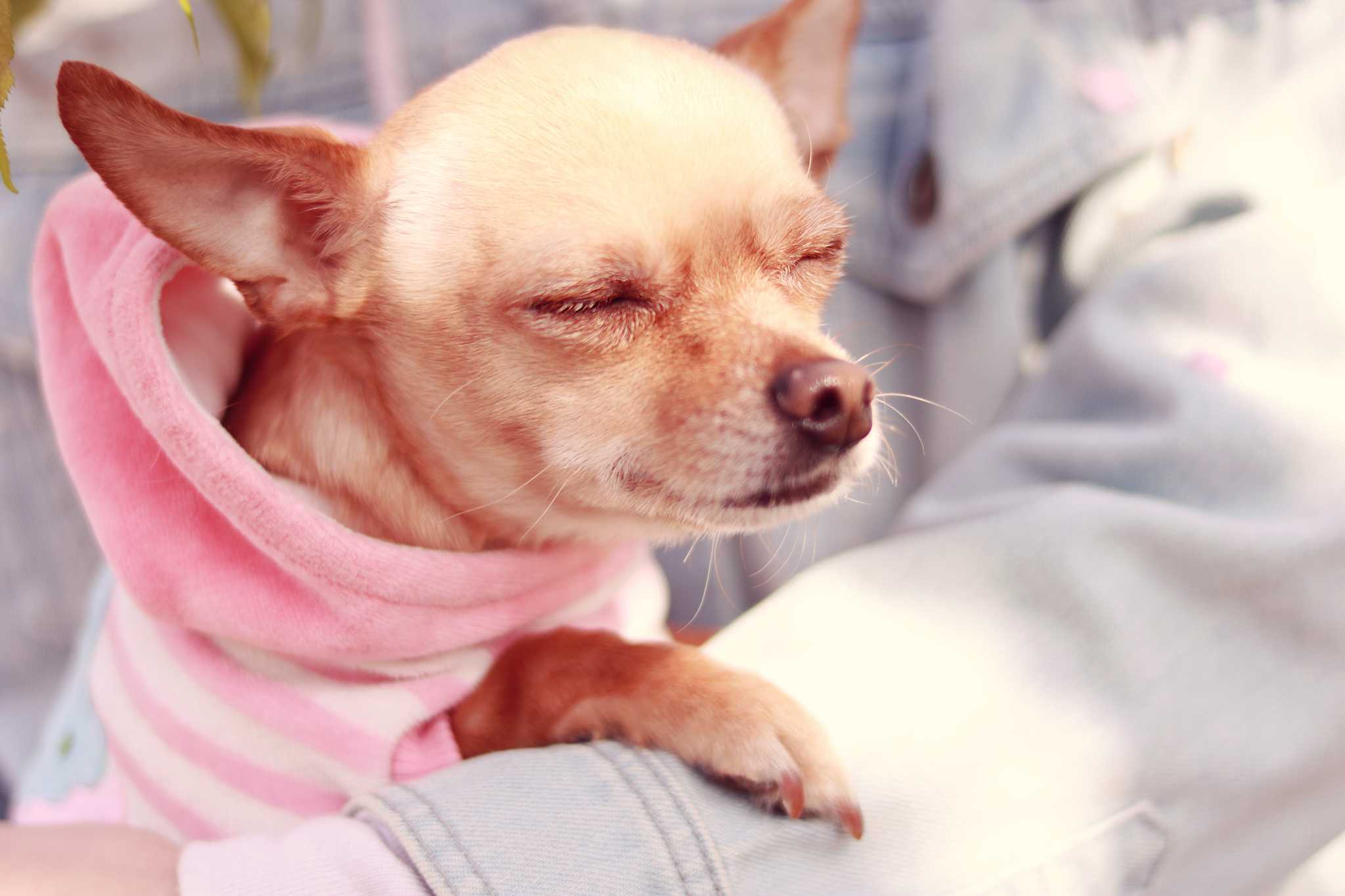 Close-up of a small tan dog wearing a pink striped hoodie, eyes closed, resting on a denim surface