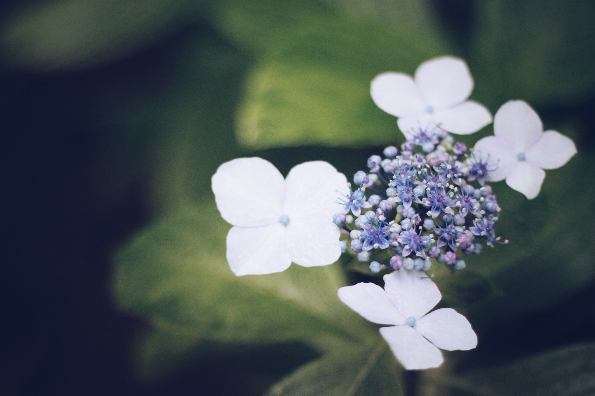 Close-up of small white and purple hydrangea-like flowers against dark green leaves, soft muted colors, delicate mood