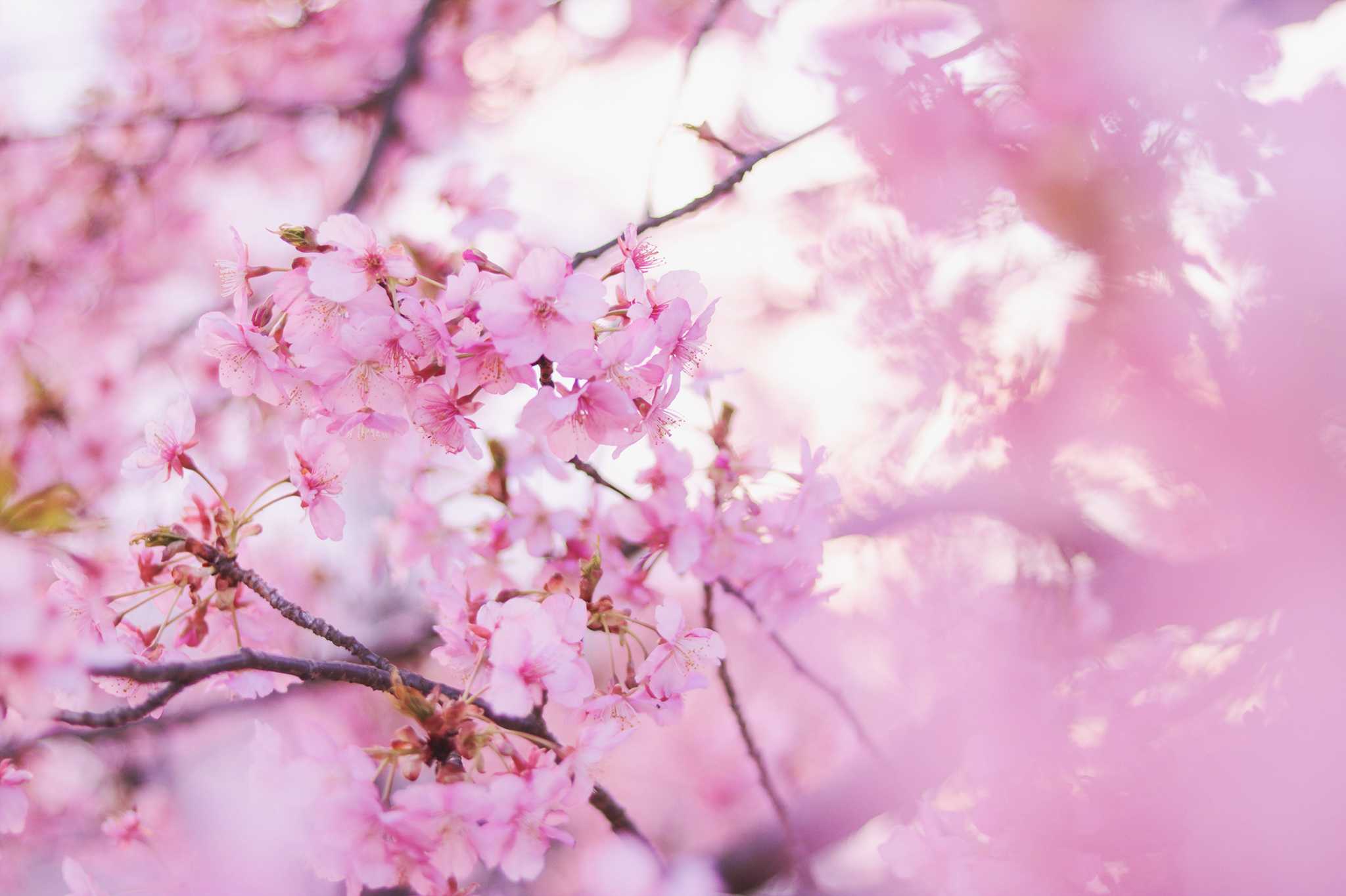Close-up of pink cherry blossom branches against a bright bokeh background, soft pink and white tones, dreamy mood
